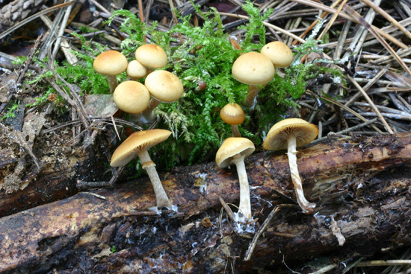 Lo smemorato di....... Popoli