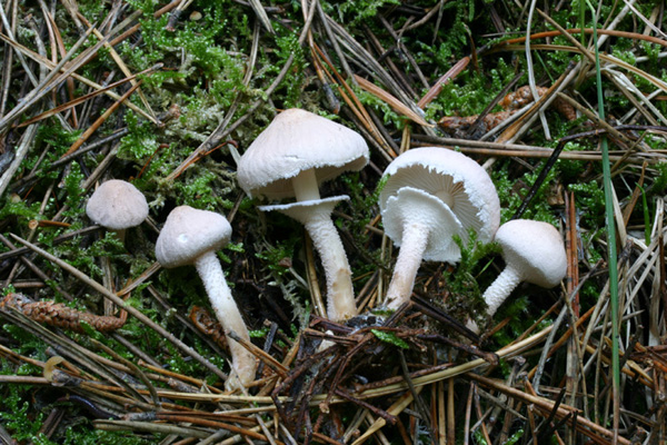 Lo smemorato di....... Popoli