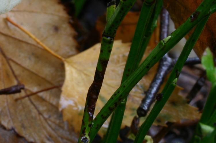 Quiz : non � una lastra di ghiaccio.