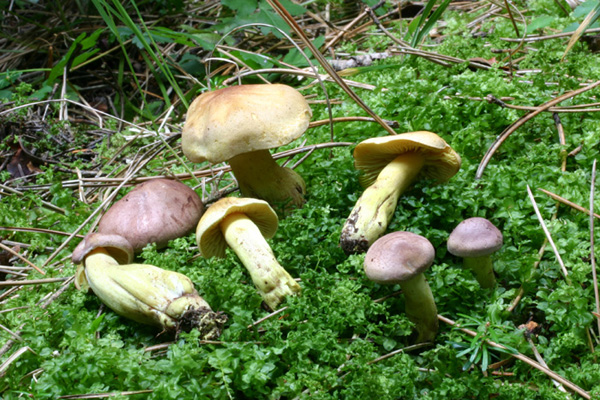 Lo smemorato di....... Popoli