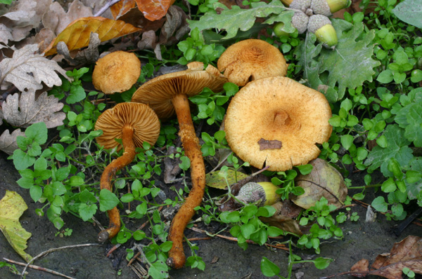 Lo smemorato di ... Popoli 2