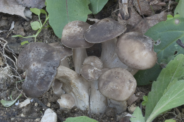 QUIZ SERIO 2- Scherzo della natura