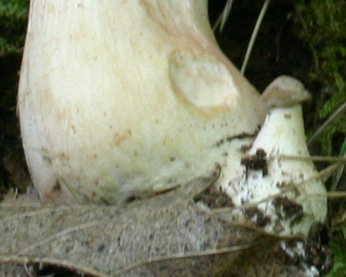 Quiz: l''apparenza inganna