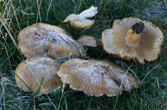 Quiz: dai Balcani a monte Vettore