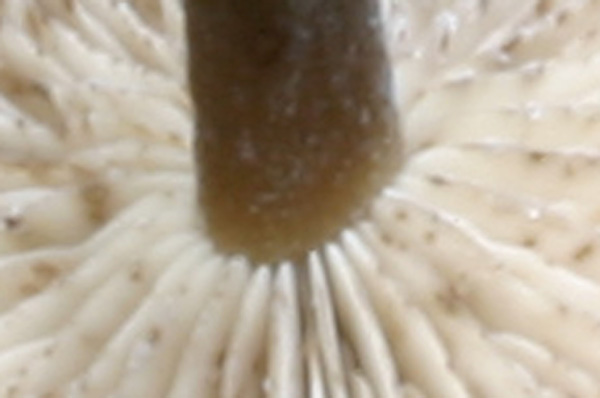 Quiz: foresta di funghi.