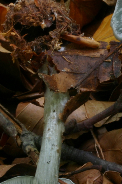 Riproponiamo un Quiz.