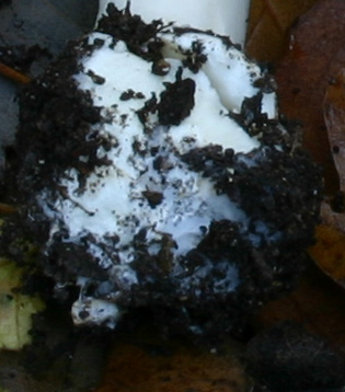 Quiz :sono trascorsi 60 anni dalla sua prima descrizione.