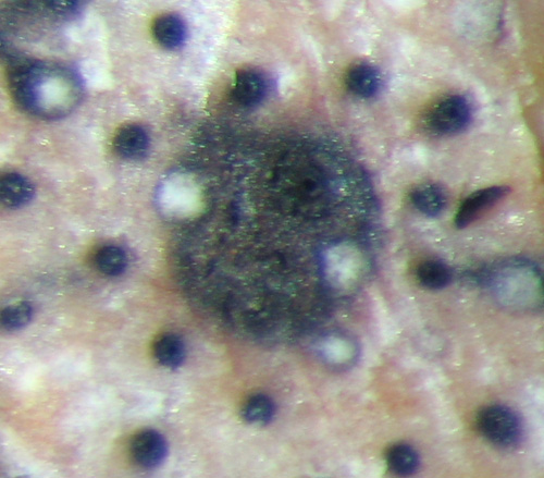 Quiz: tanto comune da passare inosservato