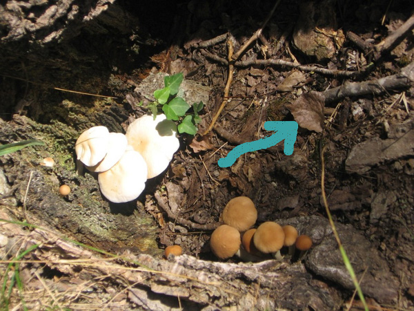 Fungo da determinare!!!