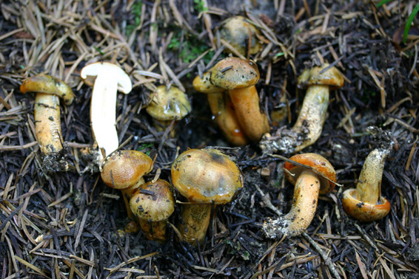 Lo smemorato di....... Popoli