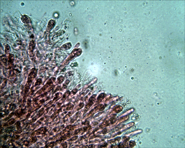 QUIZ SERIO 2- Scherzo della natura