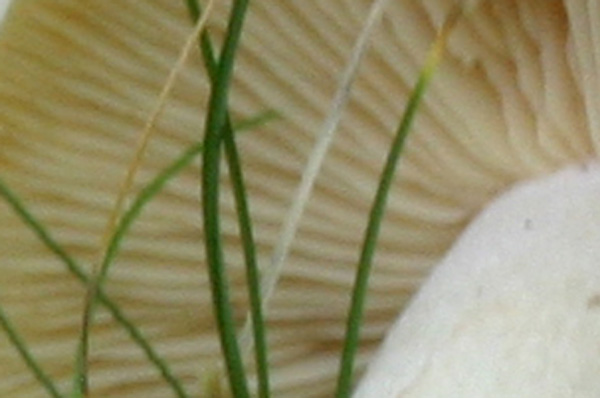 Quiz: l''apparenza inganna