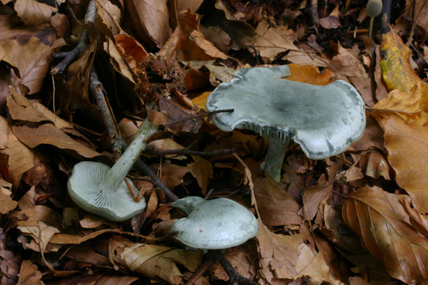 Riproponiamo un Quiz.