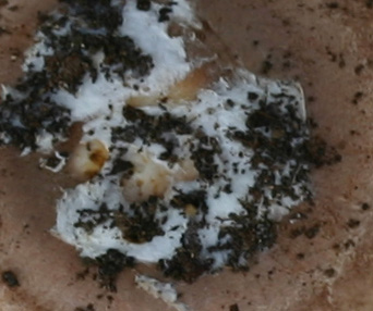 Quiz :sono trascorsi 60 anni dalla sua prima descrizione.