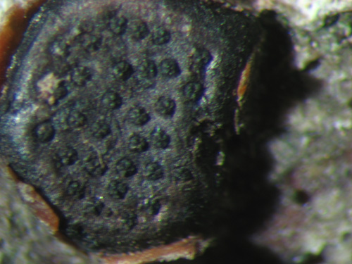 Quiz: tanto comune da passare inosservato