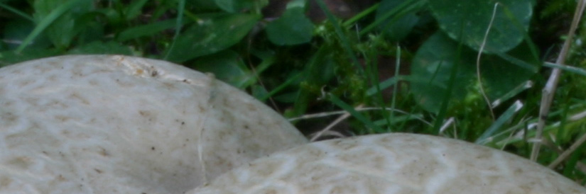 dalle desolatio alla consolatio: Quiz