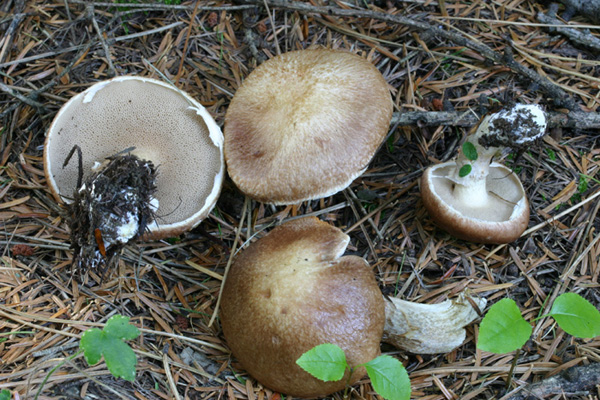 Lo smemorato di....... Popoli