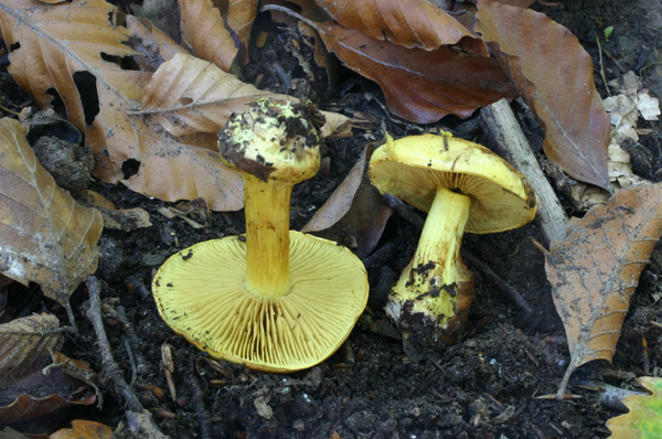 Lo smemorato di ... Popoli 2