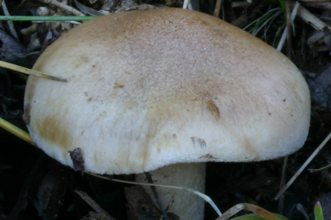 Quiz: sotto Salix caprea