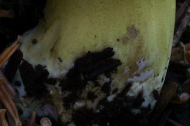 Quiz: l''apparenza inganna