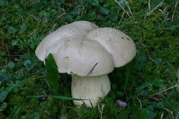 dalle desolatio alla consolatio: Quiz