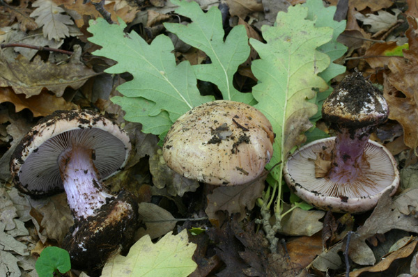 Lo smemorato di ... Popoli 2