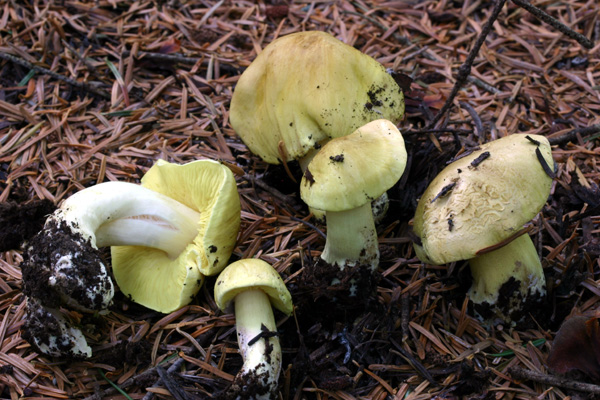 Quiz: l''apparenza inganna