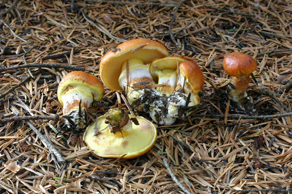 Lo smemorato di....... Popoli