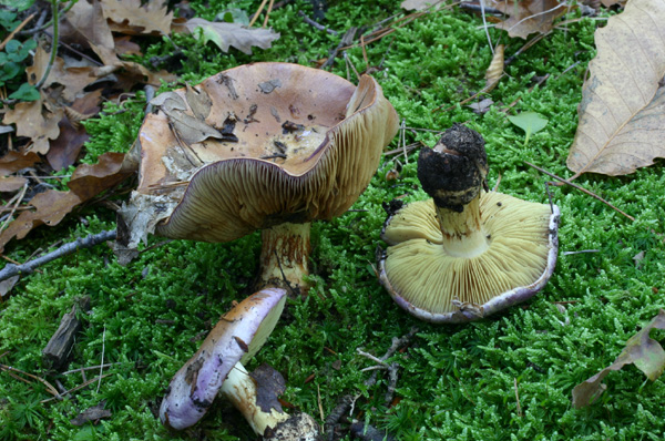 Lo smemorato di ... Popoli 2