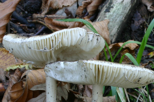 Pi� facile di cos� si muore-Quiz