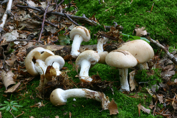 Lo smemorato di....... Popoli