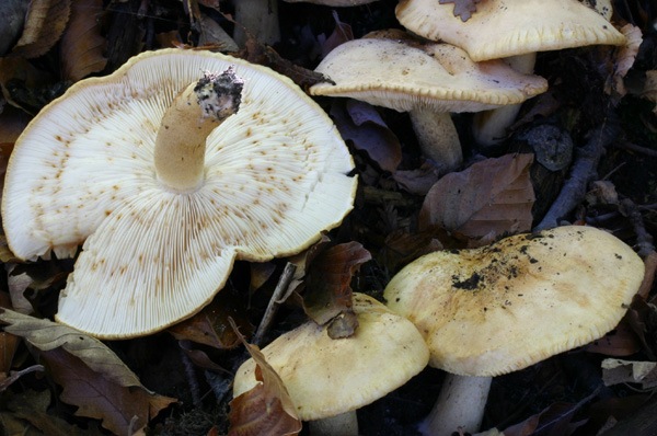 Lo smemorato di ... Popoli 2