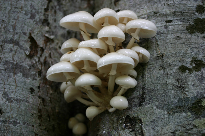 Lo smemorato di....... Popoli