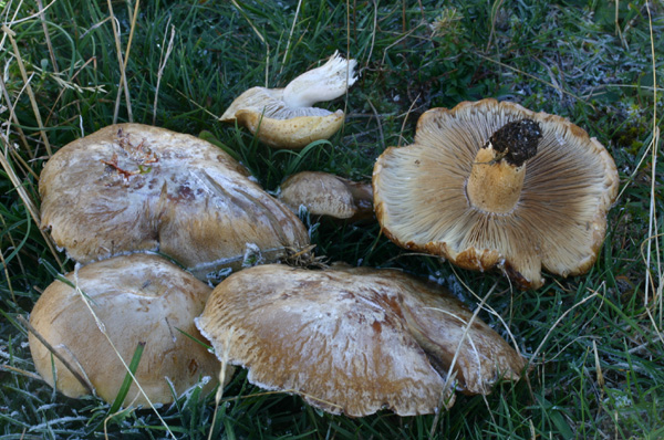 Lo smemorato di ... Popoli 2