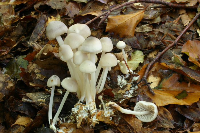 Lo smemorato di....... Popoli