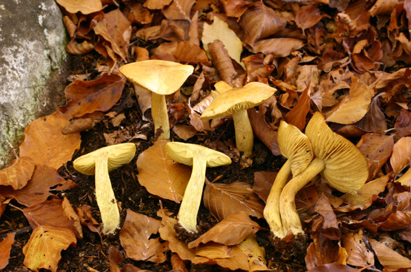 Lo smemorato di ... Popoli 2