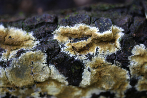 Crosta giallastra da determinare. (Coniophora arida)