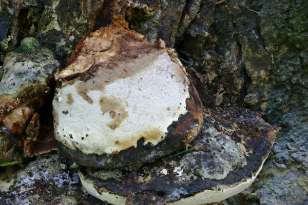 Perenniporia fraxinea (Bull)Ryvarden
