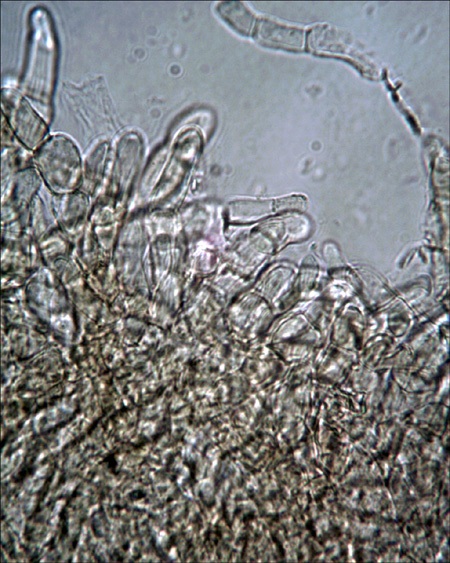 Xerocomus da determinare