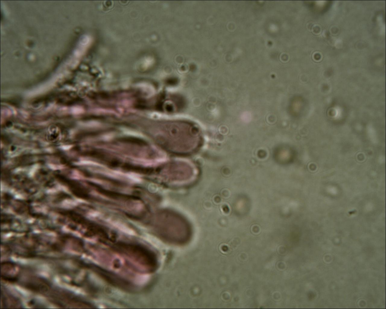 Chiedo aiuto (Byssomerulius corium)