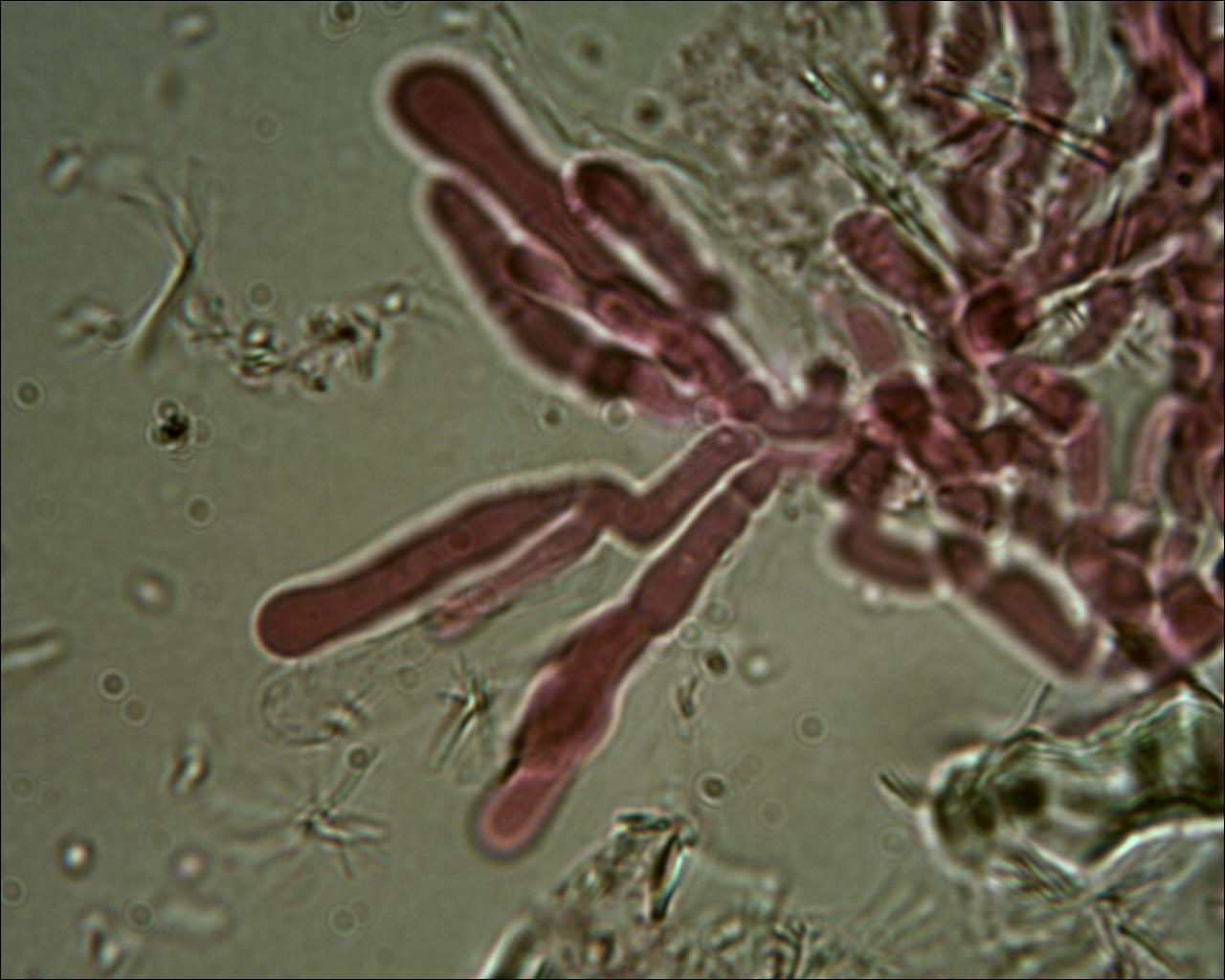 Chiedo aiuto (Byssomerulius corium)