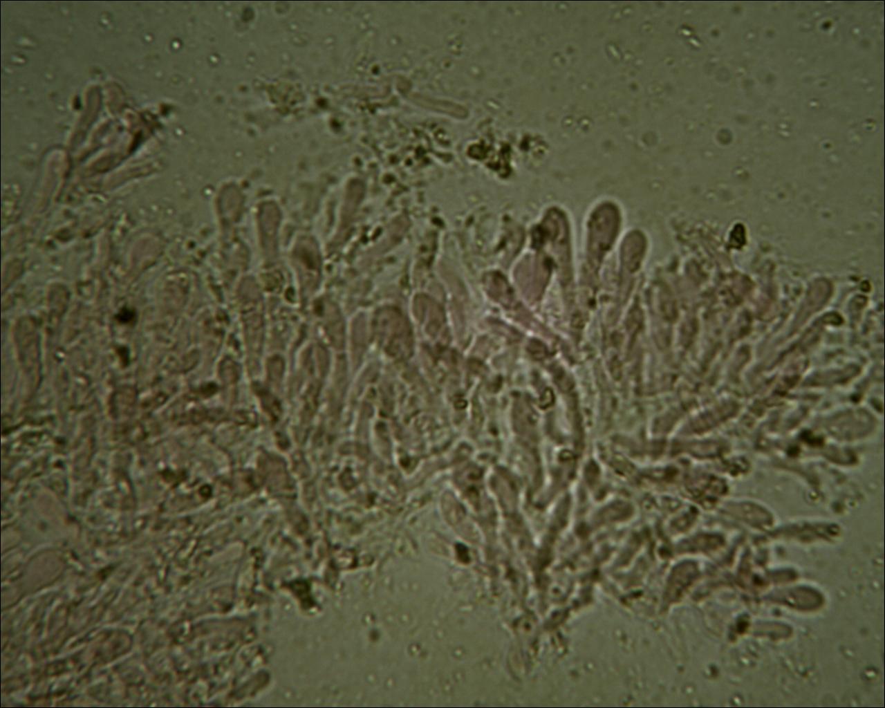 Chiedo aiuto (Byssomerulius corium)