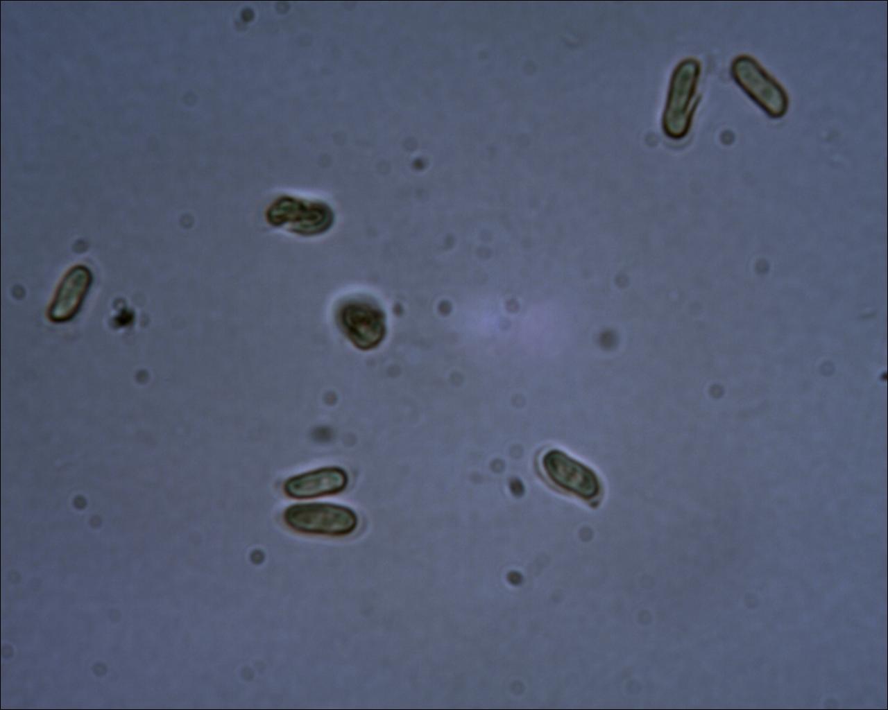 Chiedo aiuto (Byssomerulius corium)