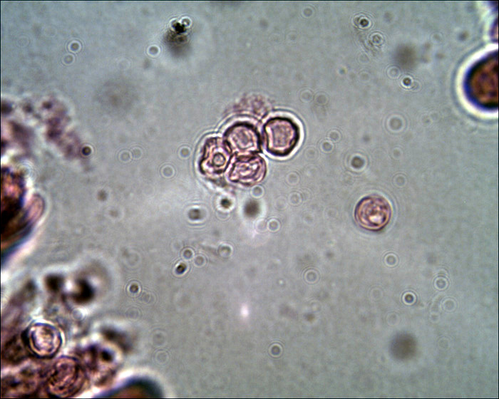 Quiz: foresta di funghi.