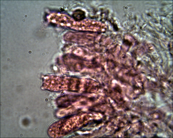 Quiz: foresta di funghi.