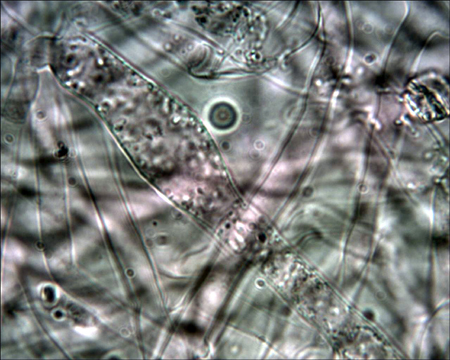 Trechispora mollusca ? (Trechispora mollusca)