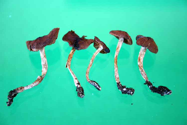 Telamonia da determinare