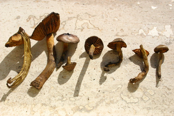 Cortinarius croceus ?