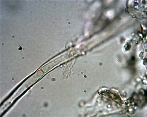 Crosta giallastra da determinare. (Coniophora arida)