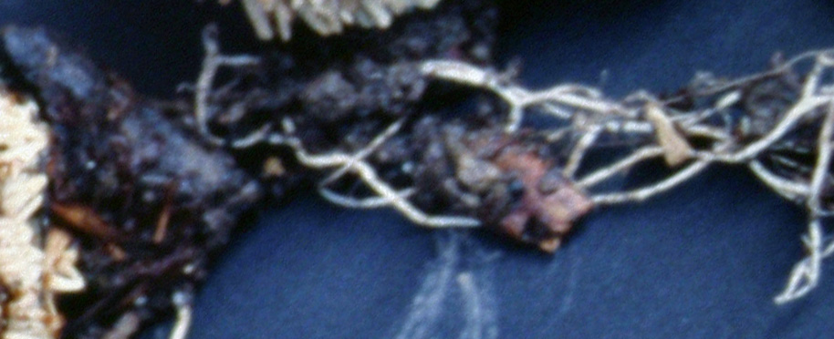 A carnevale ogni scherzo......Quiz